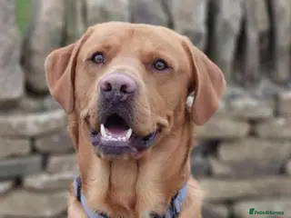 Labrador Retriever dogs KC registered and fully health checked - Advert 3