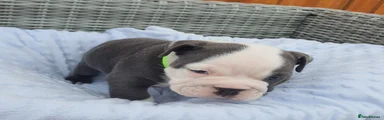 English Bulldog 1