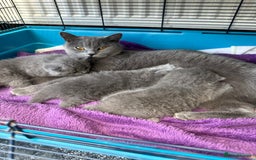 British Shorthair cats for sale: Gorgeous teddy BHS kitties from GCCF parents  - Image 6