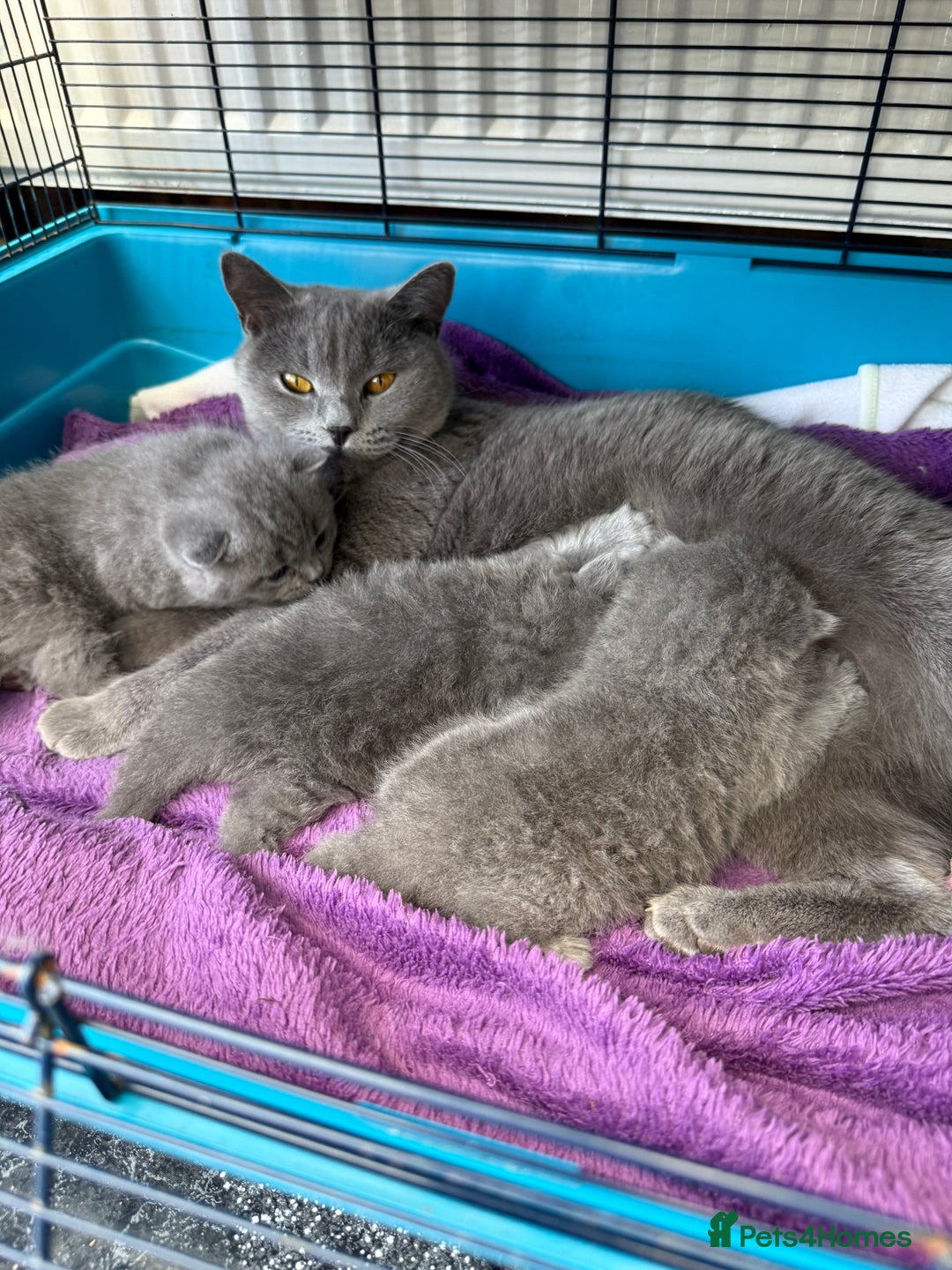 British Shorthair cats for sale: Gorgeous teddy BHS kitties from GCCF parents  - Image 6