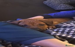 Rhodesian Ridgeback dogs for sale: Fabulous Rhodesian Ridgeback girls - Image 7