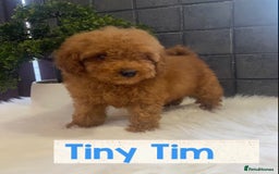 Miniature Poodle dogs for sale: Gorgeous Red Minature Poodles Puppies  - Image 1