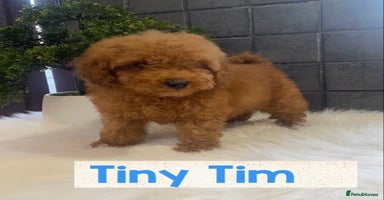 Miniature Poodle dogs Gorgeous Red Minature Poodles Puppies  - Advert 13