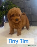 Miniature Poodle dogs Gorgeous Red Minature Poodles Puppies - Advert 13