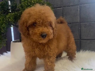 Miniature Poodle dogs - Advert 21