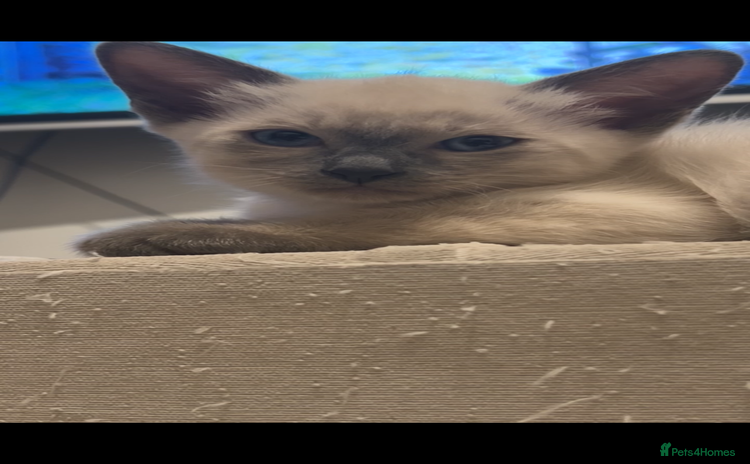 Siamese cats - Advert 1