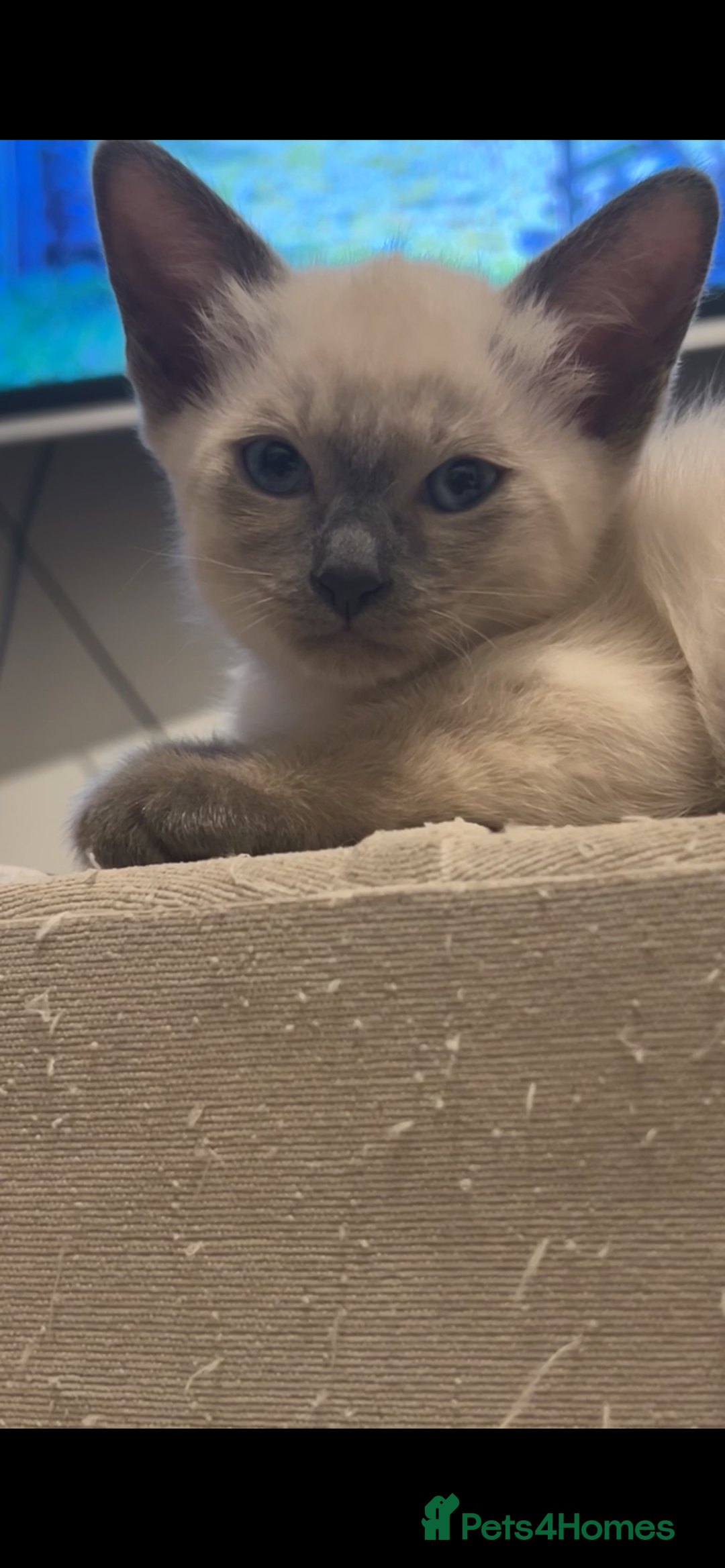 Siamese cats for sale: 2x Beautiful Pedigree Siamese Female Kittens - Image 1