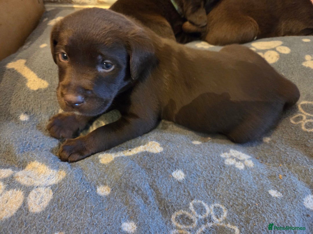Labrador Retriever dogs for sale: 8 gorgeous chocolate/yellow girl & boy lab pups  - Image 26