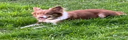 Border Collie dogs for sale: Fabulous Red Border Collie Puppies - Advert 3