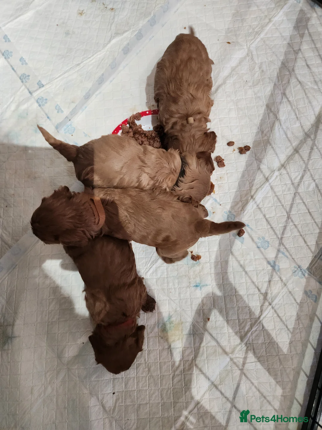 Cavapoo dogs for sale: Cavapoo puppies  - Advert 2