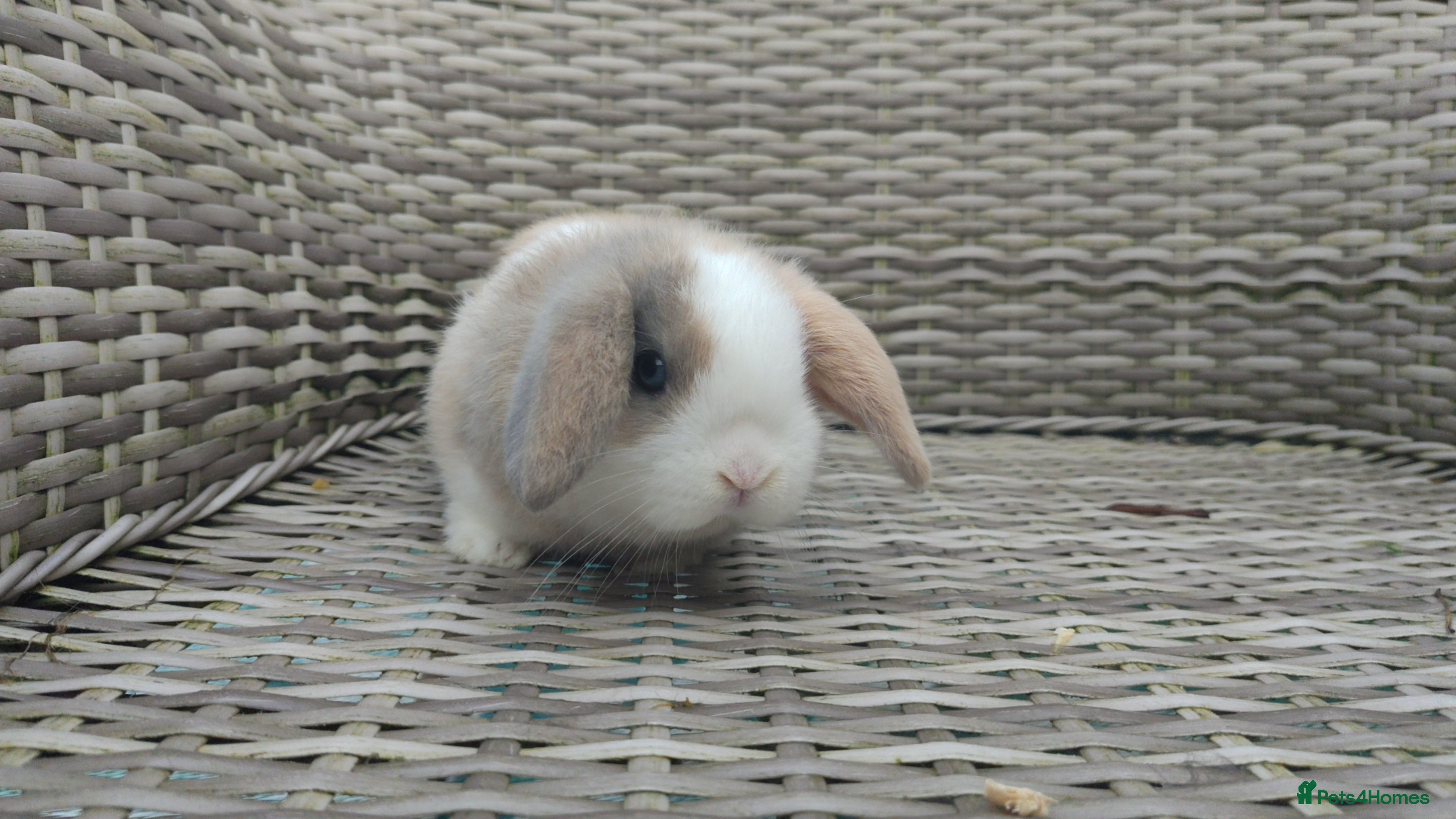 Mini Lop rabbits Stunning male mini lop ready now - Advert 1