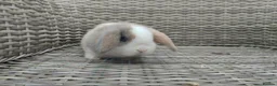 Mini Lop rabbits for sale: Stunning male mini lop ready now - Advert 1
