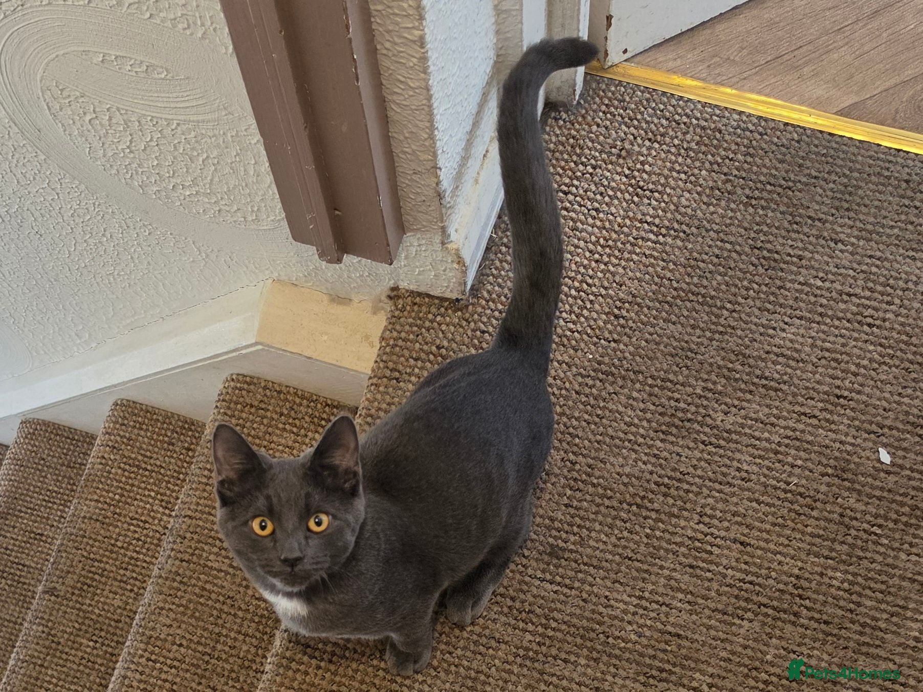 Mixed Breed cats Grey kitten - Advert 8