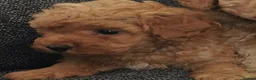 Toy Poodle dogs for sale: Quality KC Genetically health tested toy poodles  - Advert 4