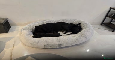Cane Corso dogs - Advert 2