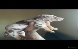 Dachshund dogs for sale: Miniature Dachshund cross pup - Image 4