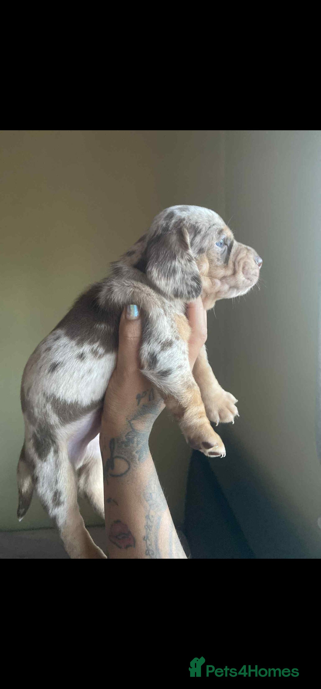 Dachshund dogs for sale: Miniature Dachshund cross pup - Image 4
