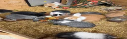 Mini Lion Lop rabbits for sale: Baby Rabbits for sale  - Advert 3