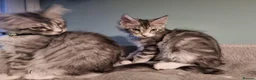 Maine Coon cats for sale: LAST 2 BEAUTYFULL KITTENS Tica Reg.!! - Advert 23