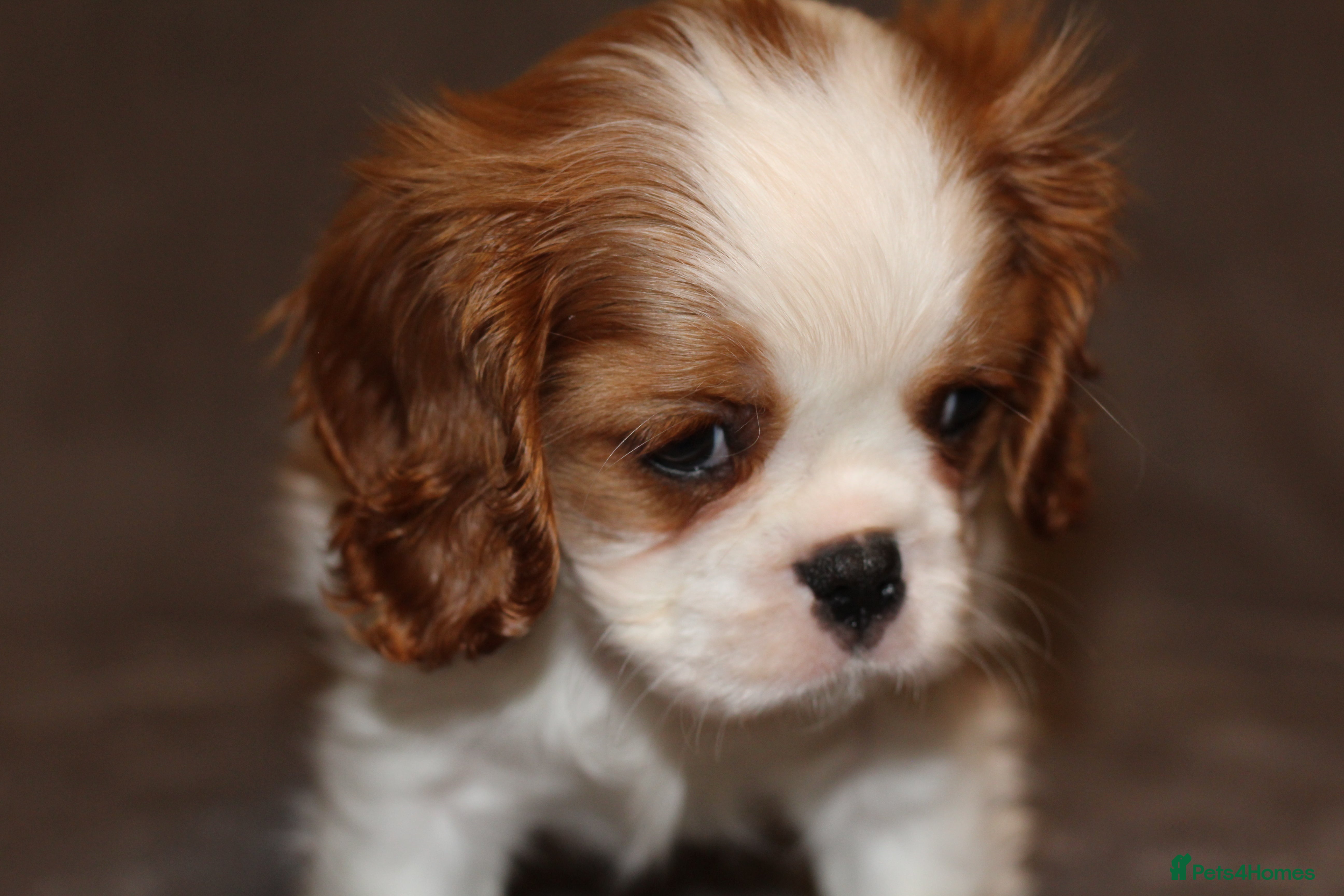 Cavalier King Charles Spaniel dogs Champion lines, heart/health tested, KC registered - Advert 1