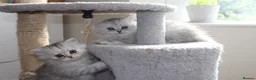 Persian cats for sale: 3 Pure Persian Chinchilla Kittens  - Advert 7