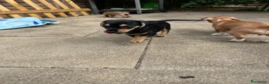 Chiweenie 2