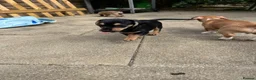 Chiweenie dogs for sale: Beautiful dachshund/chi pups - Advert 2