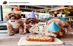 Cavapoo dogs for sale: Extensively Heslth Tested Cavapoo puppies  - Image 31