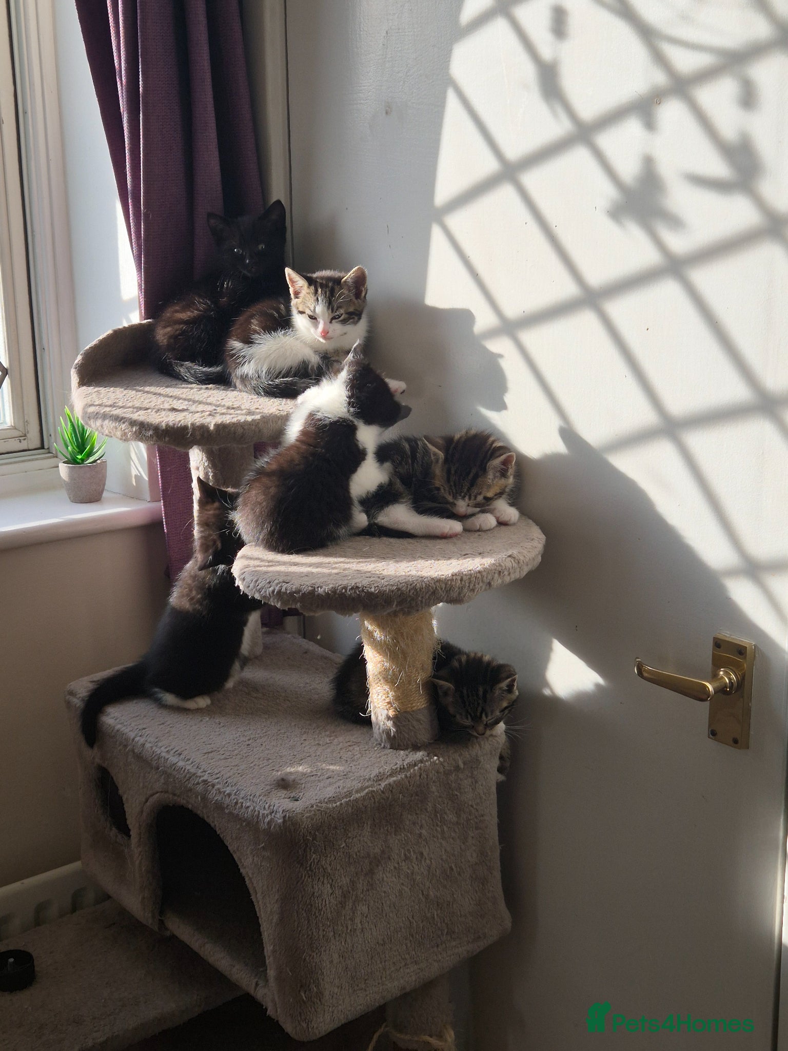 British Shorthair cats for sale: X2 mummys with kittens in London - Advert 12