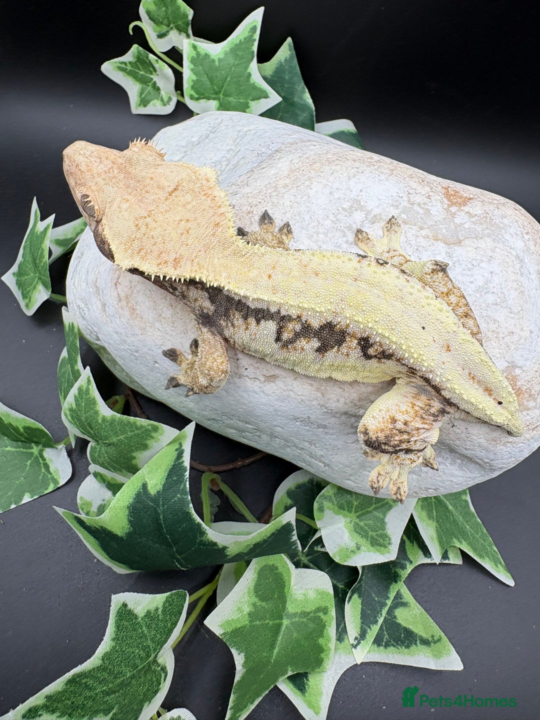 Gecko reptiles for sale: Female tri coloured Lily white - Advert 2