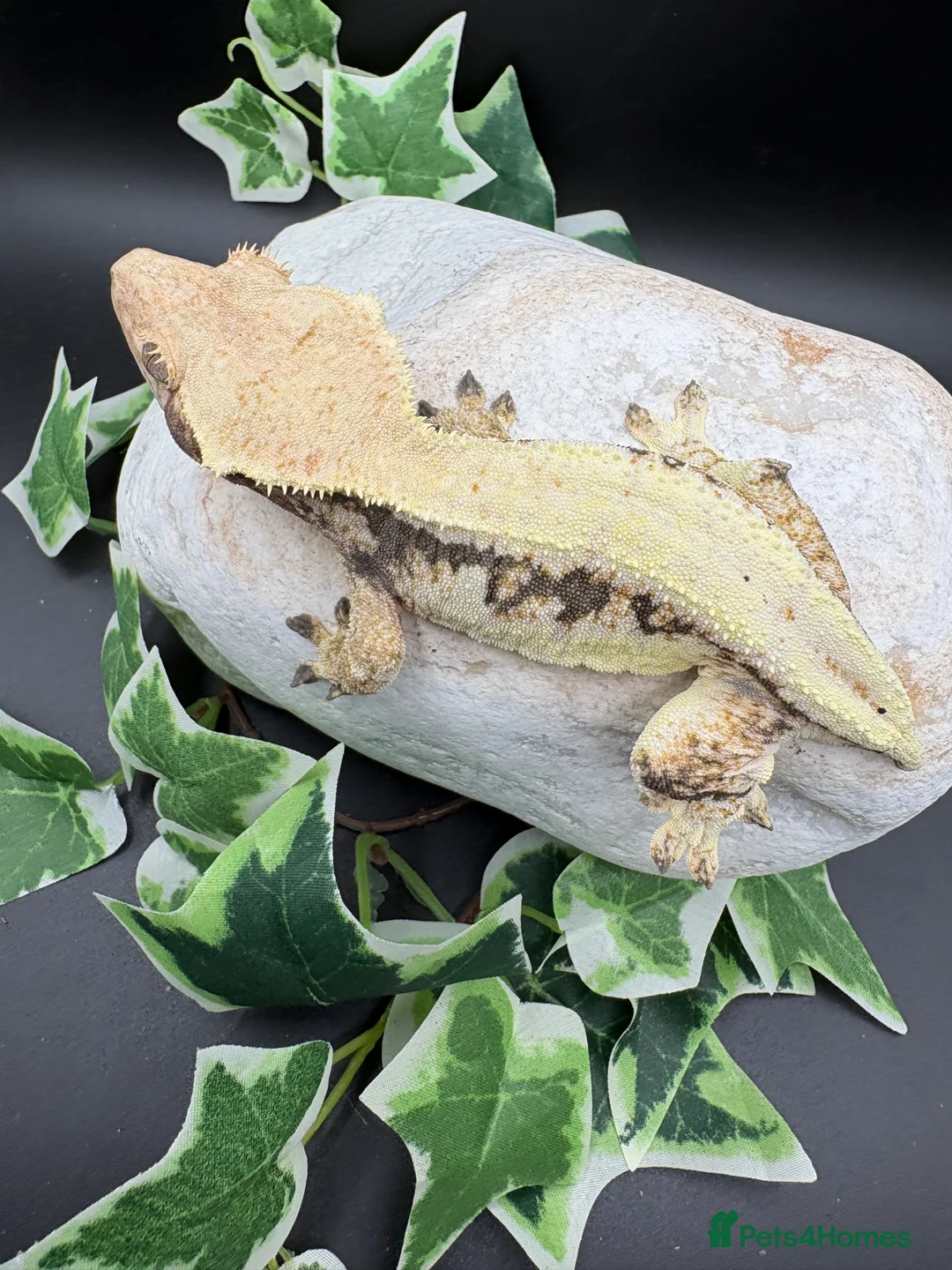 Gecko reptiles for sale: Female tri coloured Lily white - Advert 2