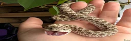 Snake reptiles for sale: Western Hognose Hatchlings - Advert 4