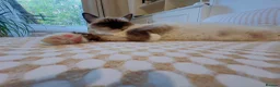 Mixed Breed cats for sale: 4 gorgeous fluffy rag doll mixed kittens - Advert 39