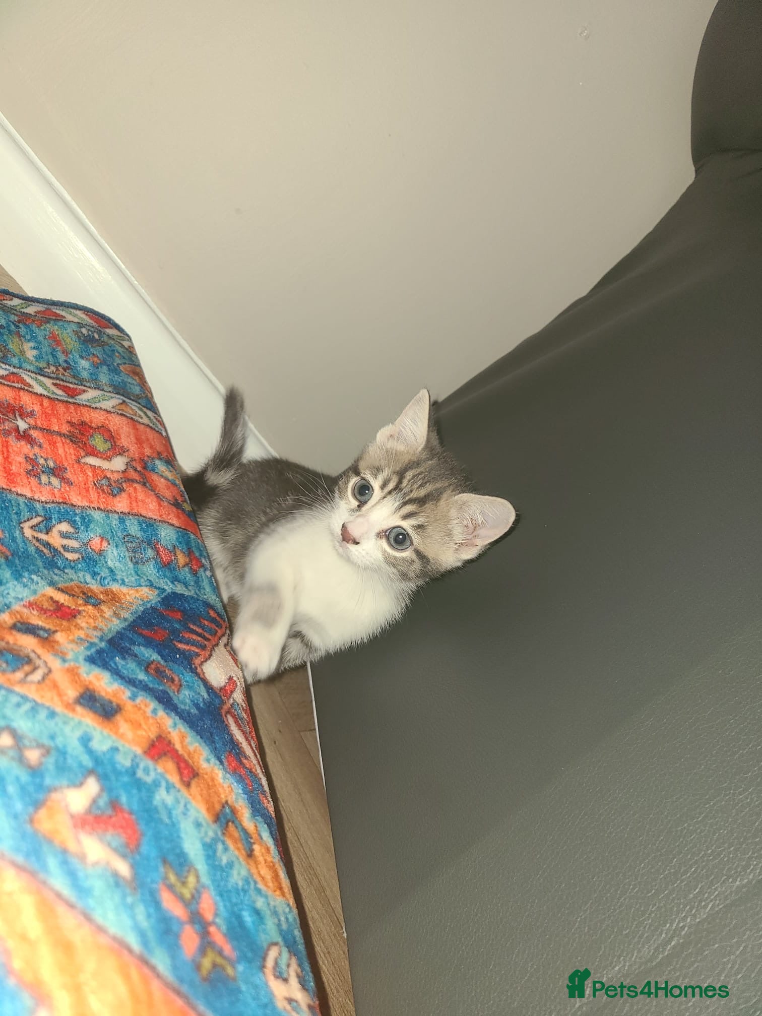 Mixed Breed cats Lilac & gold kittens  - Advert 3