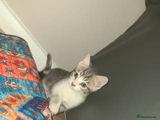 Mixed Breed cats Lilac & gold kittens - Advert 1