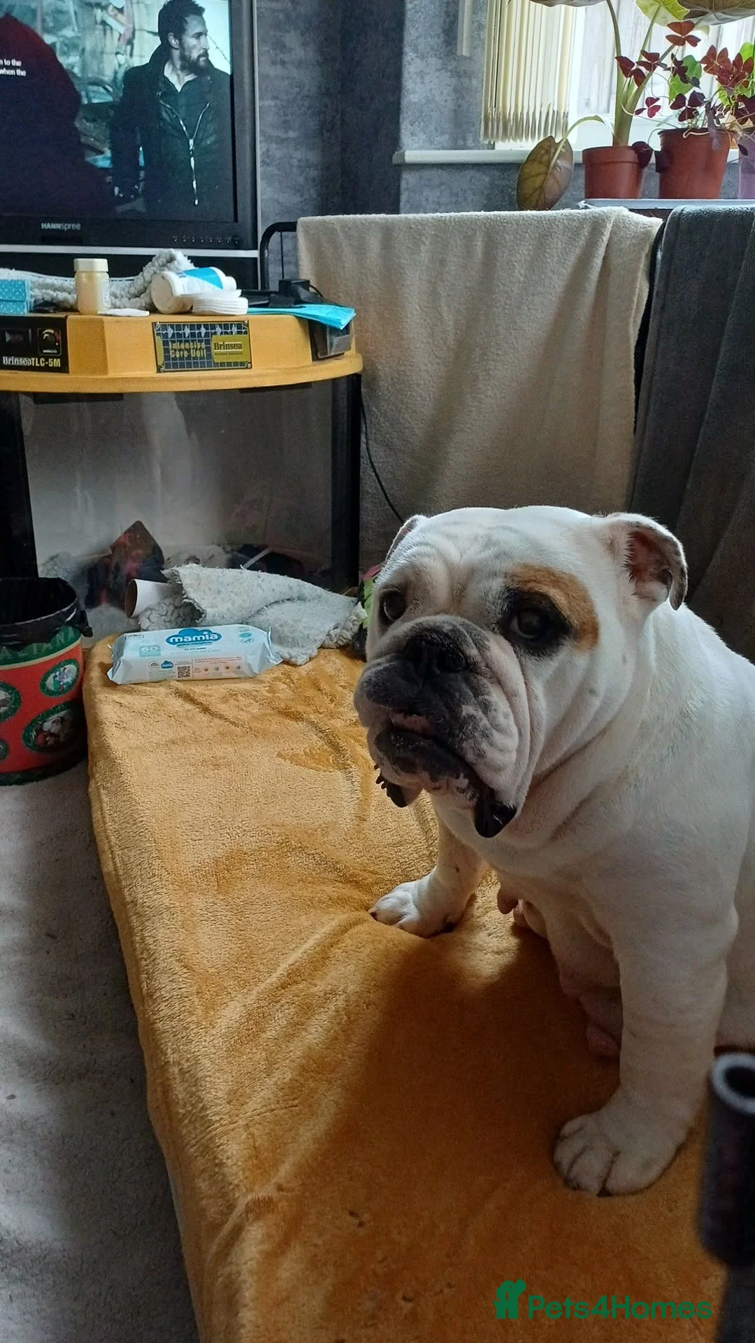 English Bulldog dogs for sale: White male bulldog in Brough - Advert 1