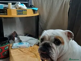 English Bulldog dogs White male bulldog - Advert 1