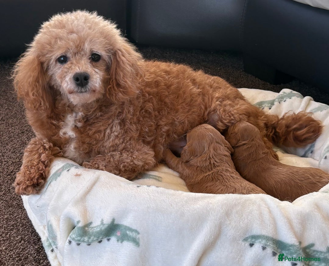 Cavapoo dogs for sale: F1 Toy Cavapoo Puppy’s! - Advert 2