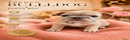 French Bulldog dogs for sale: French bulldog ready to leave last boy and girl - Advert 40
