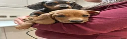 Miniature Dachshund dogs for sale: Miniature Dachshund  - Advert 1