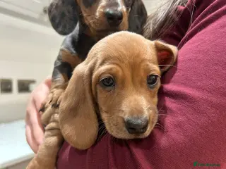 Miniature Dachshund dogs Miniature Dachshund - Advert 13