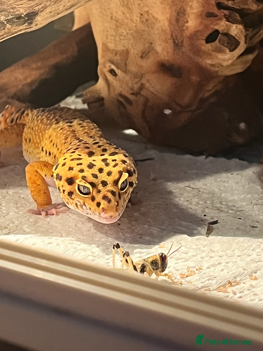 Leopard Gecko reptiles for sale: Gaz is Free to a good home with full set up - Advert 2