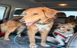 Mixed Breed dogs for adoption: Sweet Nathan Is looking for Love  - Image 21