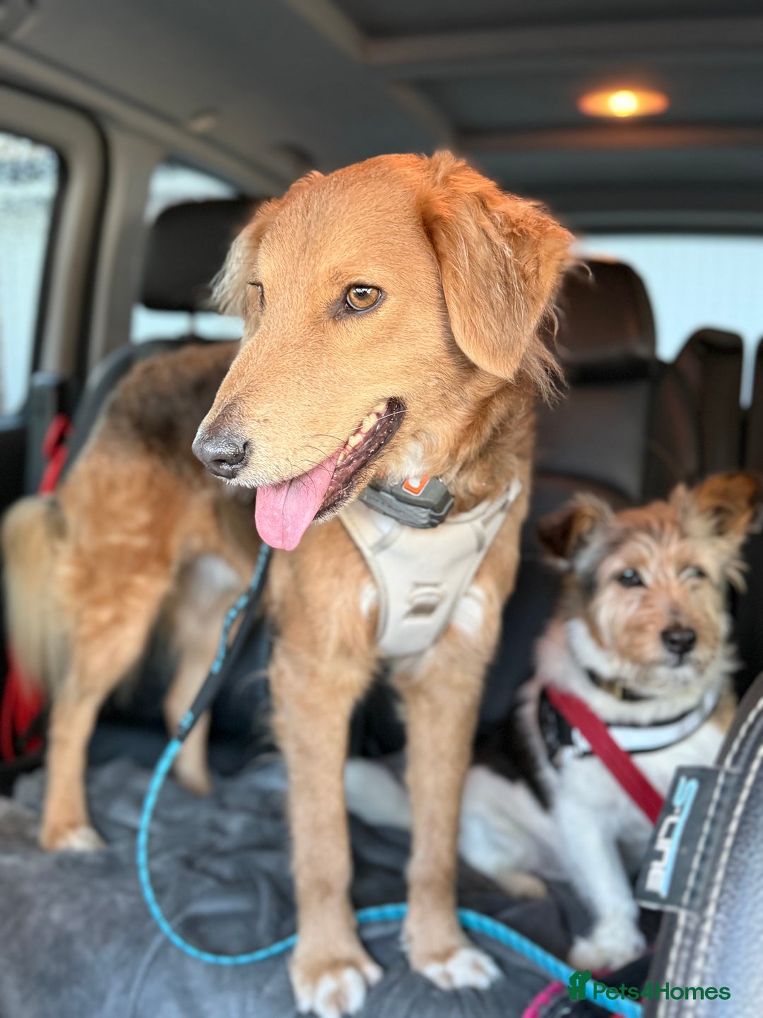 Mixed Breed dogs for adoption: Sweet Nathan Is looking for Love  - Image 21