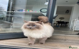 Ragdoll cats for sale: Female ragdoll 6 years old  - Image 3