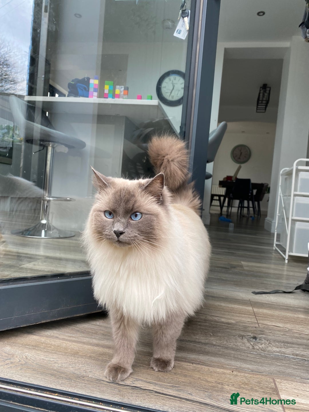 Ragdoll cats for sale: Female ragdoll 6 years old  - Image 3