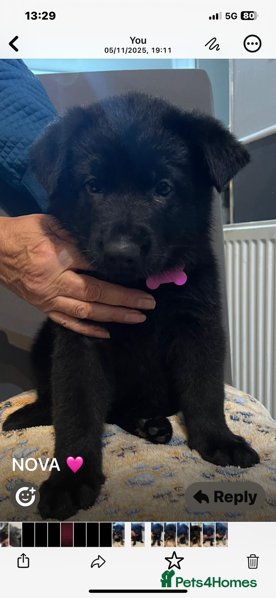 German Shepherd dogs for sale: KC Registered Big Bouncy German Shepherd Puppies - Advert 13