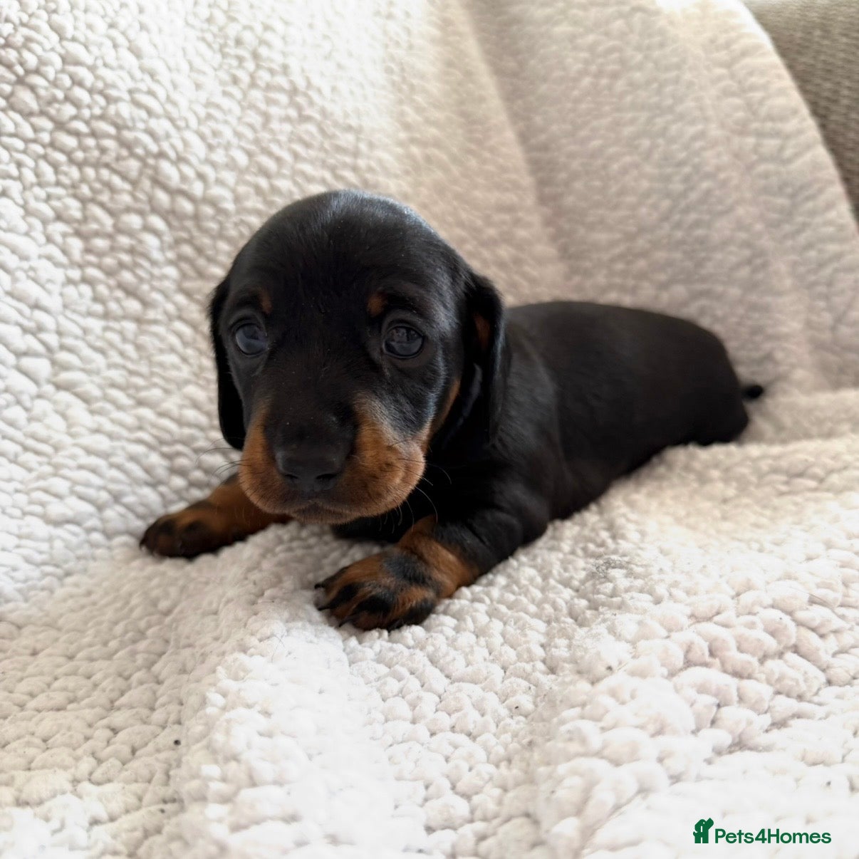 Miniature Dachshund dogs Stunning Miniature Dachshunds - Advert 3