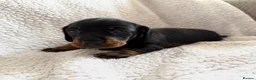 Miniature Dachshund dogs for sale: Stunning Miniature Dachshunds - Advert 12