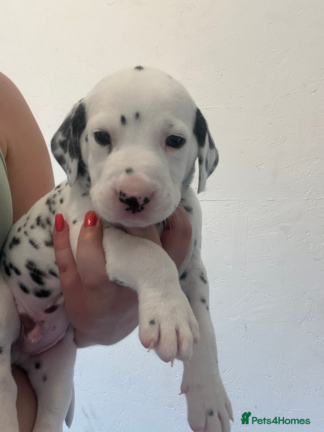 Dalmatian dogs for sale: 🐶 Stunning Dalmatian Puppies Ready 28th August 🐶 - Image 28